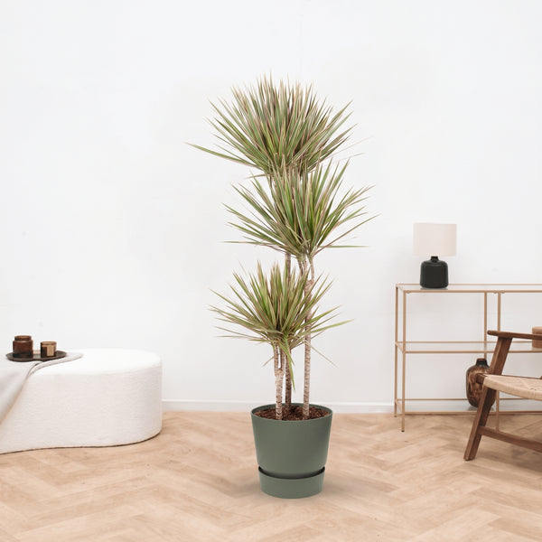 Dracaena Biocolor - 160cm