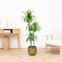 Dracaena Cintho - 200cm