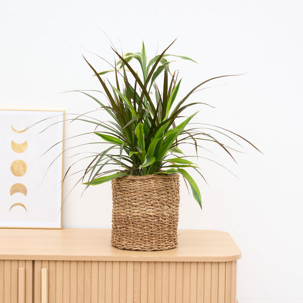 Dracena combo edition - 60cm kopen bij Green Bubble