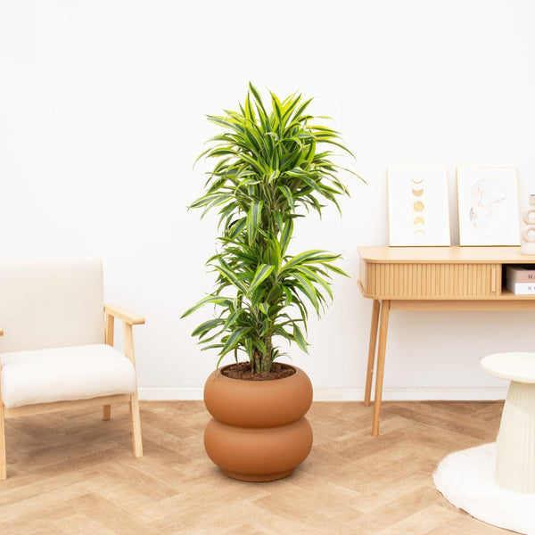 Dracaena Deremensis Lemon Lime vertakt - 150 cm