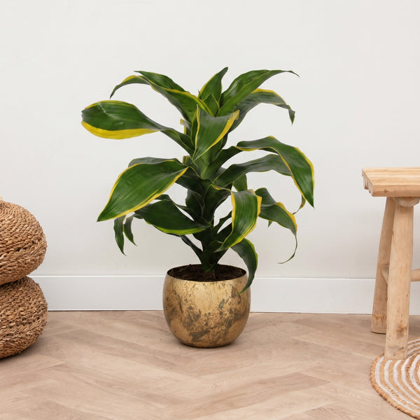Dracaena Dorado - 60 cm kopen bij Green Bubble