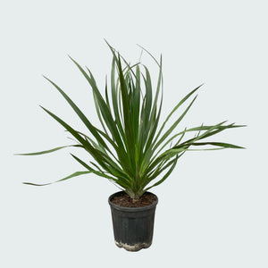 Dracaena Draco - 60cm