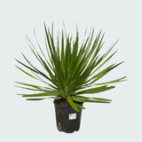 Product afbeelding 3
