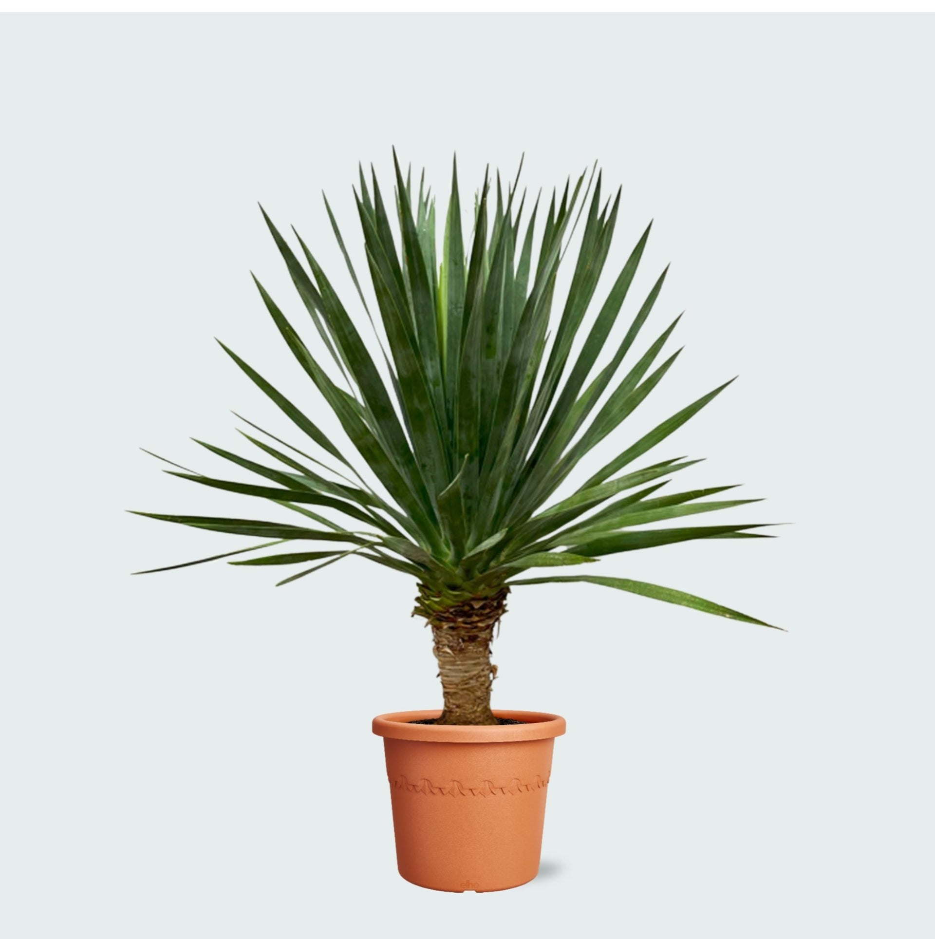 dracaena draco price Dracaena Draco - 130 cm