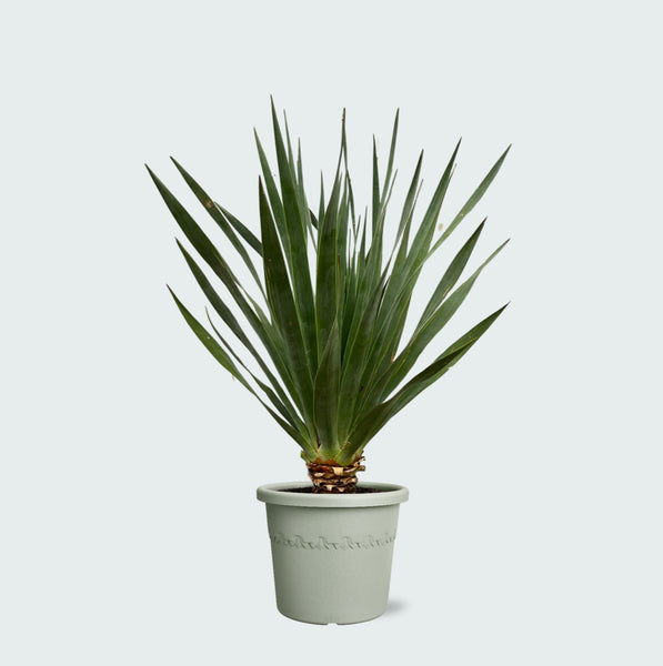 Dracaena Draco - 60cm