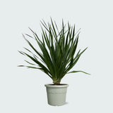 Product afbeelding 1