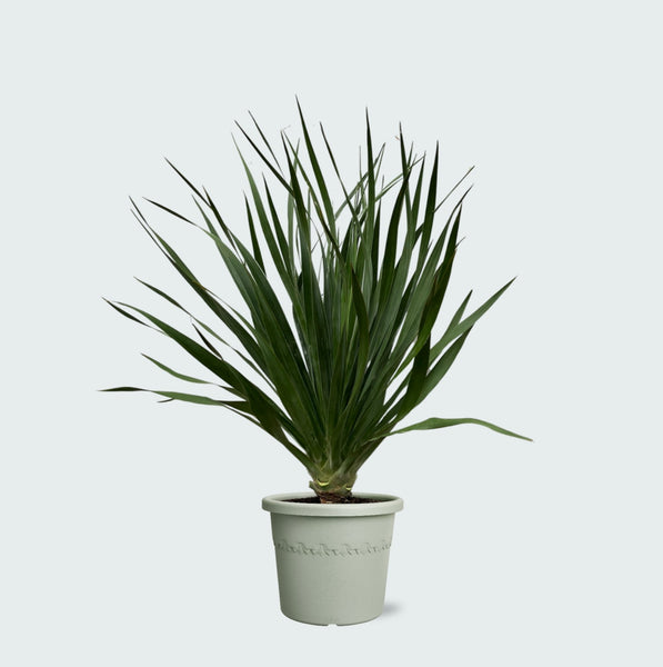 Dracaena Draco - 70cm