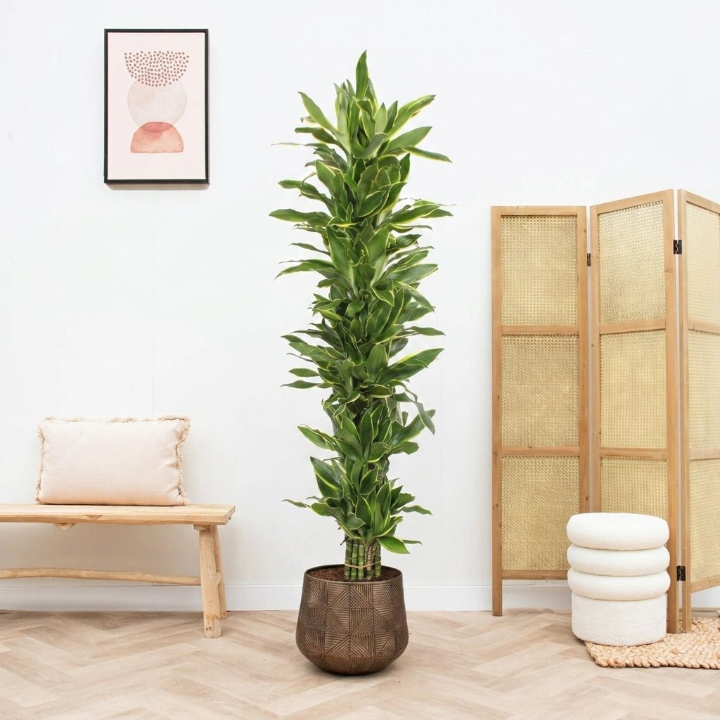 golden coast dracaena Dracaena Golden Coast krzew - 180cm