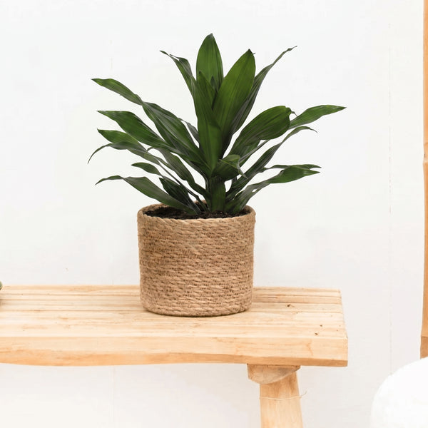 Dracaena Green Jewel - 60cm kopen bij Green Bubble