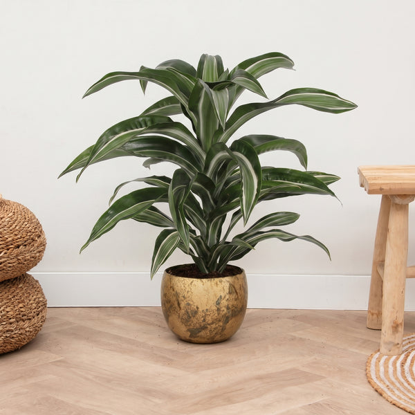 Dracaena Jade Jewel - 60cm