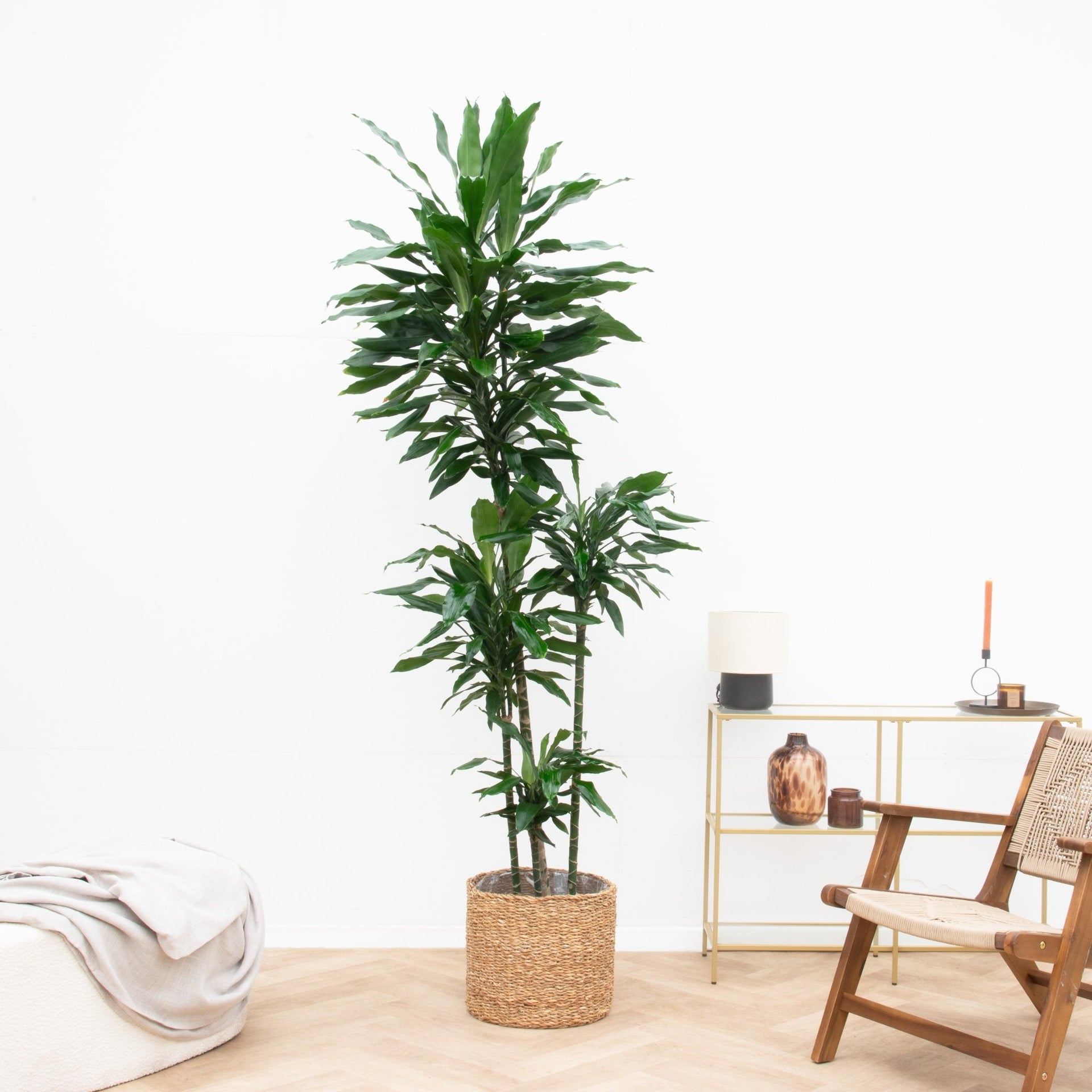 dracaena fragrans janet lind Dracaena Janet Lind XXL | 180cm