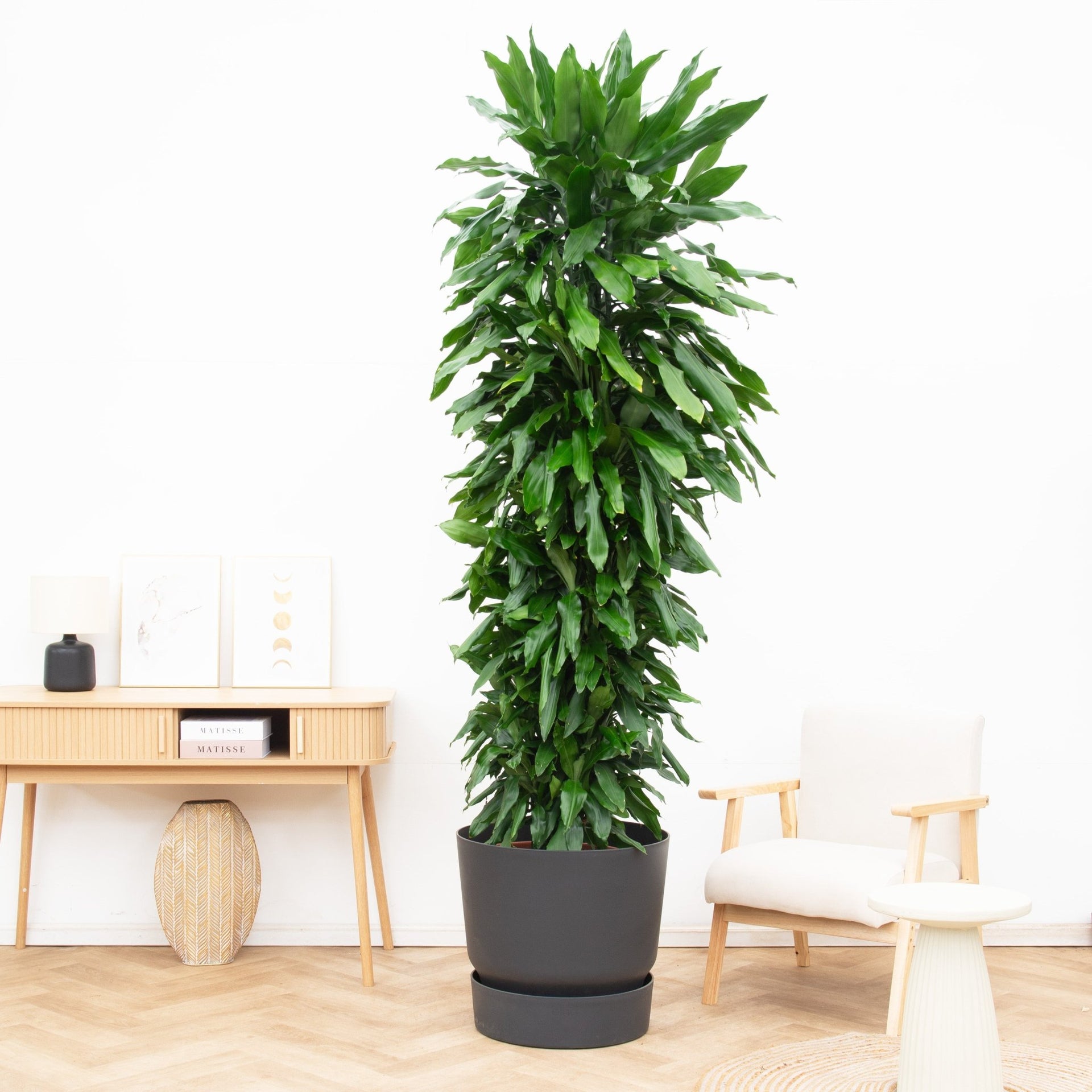 dracaena janet lind Dracaena Janet Lind ramificada - 230 cm