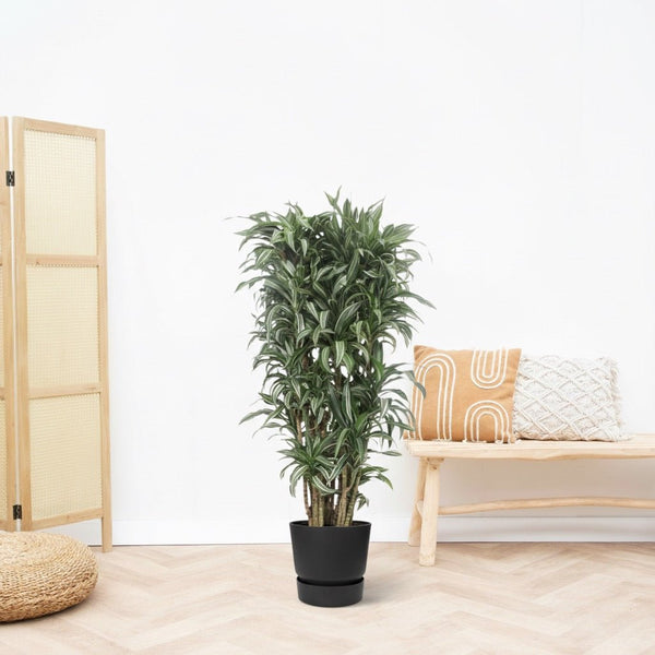 Dracaena Warneckei vertakt - 180cm