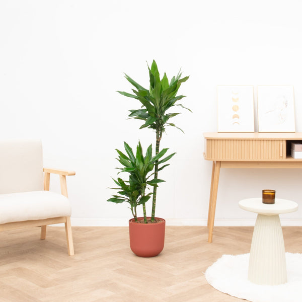 Dracaena Janet Lind - 130cm