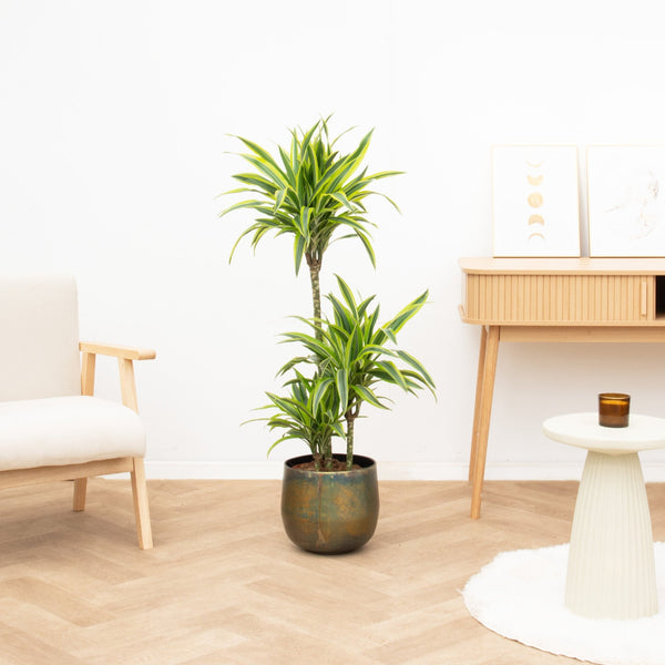 Dracaena Lemon lime - 130cm