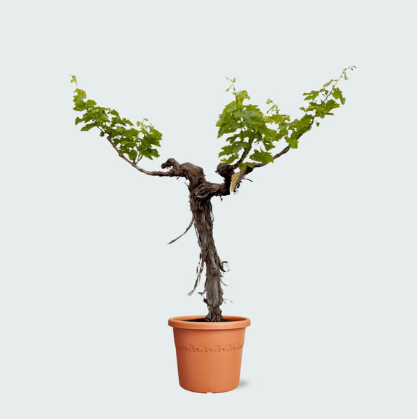 Druivenboom (Vitis Vinifera Bianca) - 200cm