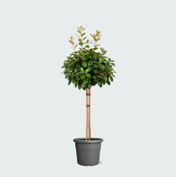 Eleagnus - 100 cm