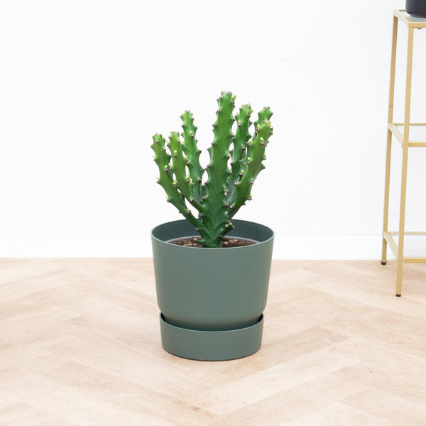 La fascinante Euphorbia lactea: Una guía completaGuía de Jardinería La fascinante Euphorbia lactea: Una guía completaGuía de Jardinería