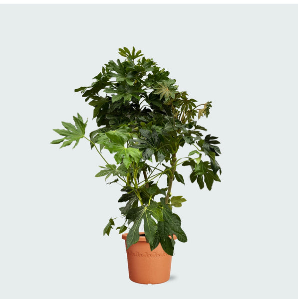 Fingerpflanze (Fatsia japonica) - 120cm