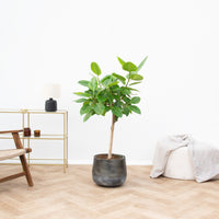 Ficus Altissima Variegata - 130cm