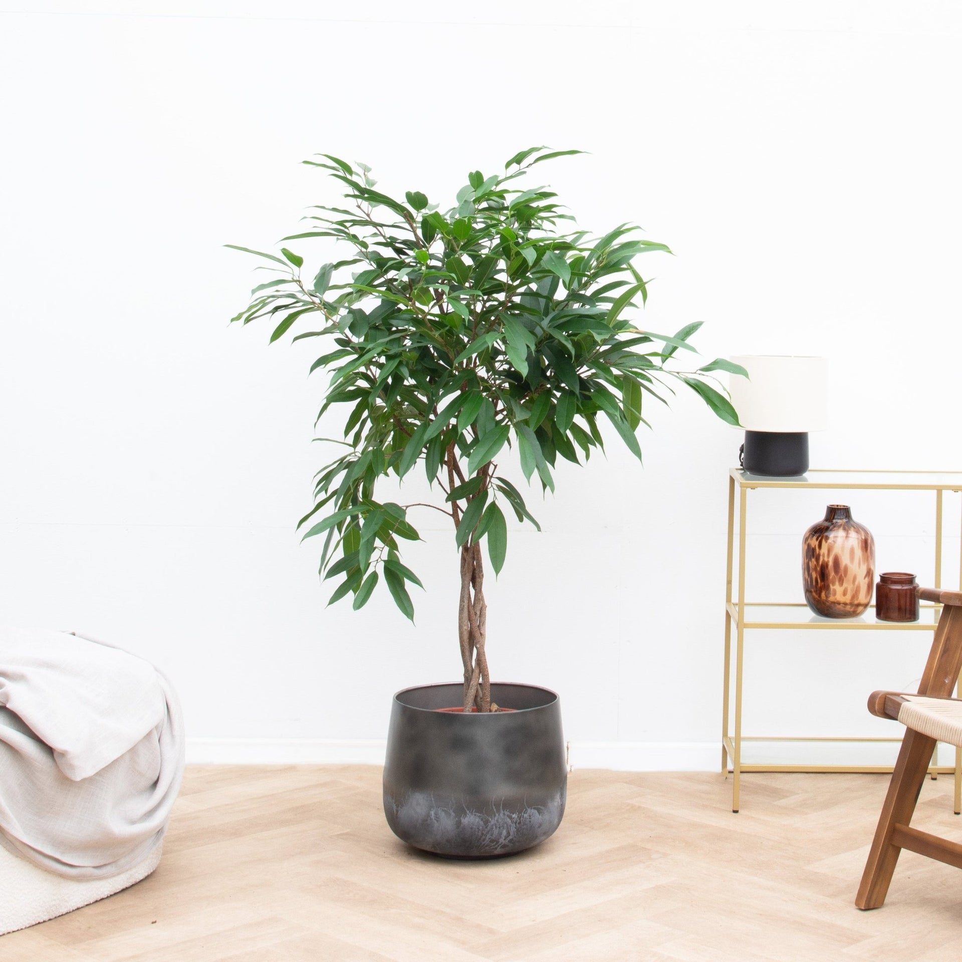 twisted stem indoor plant Ficus Amstel King on braided stem - 130cm