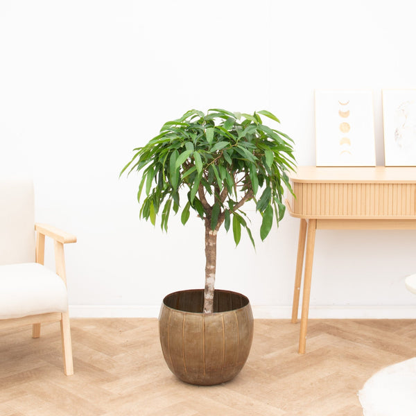 Ficus Amstel king - 130cm kopen bij Green Bubble