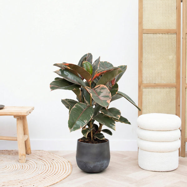 Ficus Belize struik - 80cm