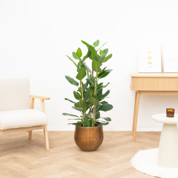Ficus Benghalensis Audrey struik - 100cm