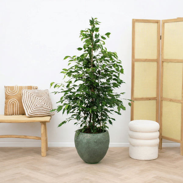 Ficus Benjamina Exotica - 150cm