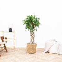 Ficus Benjamina braided mat - 120cm