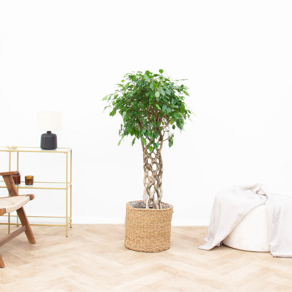 Ficus Benjamina geflochtene Matte - 120cm kopen bij Green Bubble