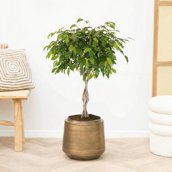 Ficus Benjamina gevlochten stam - 100cm kopen bij Green Bubble