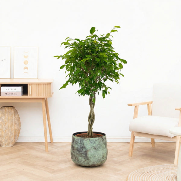 Ficus Benjamina gevlochten stam - 120 cm