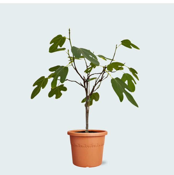 Ficus Carica (vijgenboompje) - 70cm