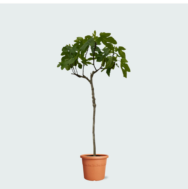 Ficus Carica (vijgenboom) - 170cm kopen bij Green Bubble