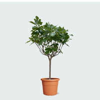 Ficus Carica op stam - 240cm