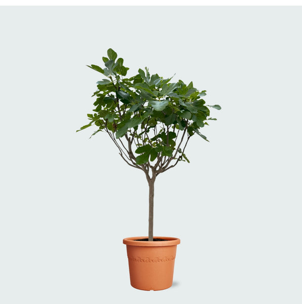 Ficus Carica op stam - 240cm