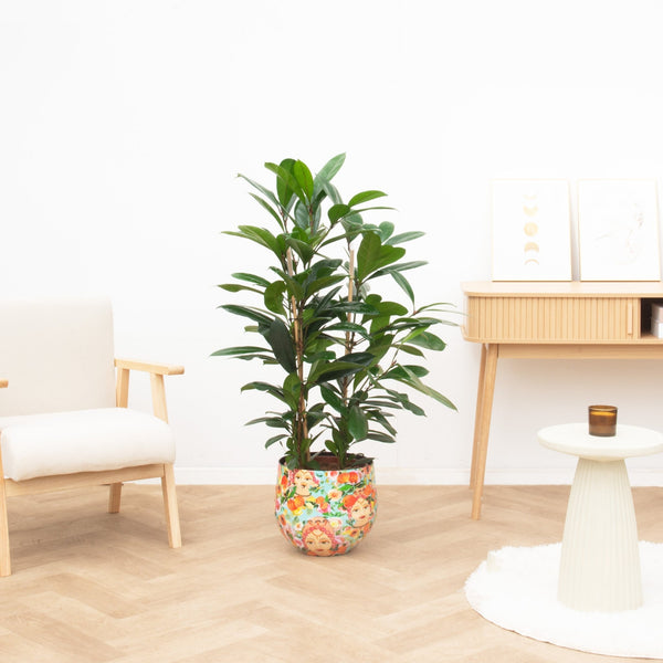 Ficus Cyathistipula - 100 cm