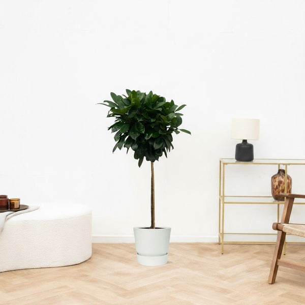 Ficus Cyathistipula op stam - 130cm