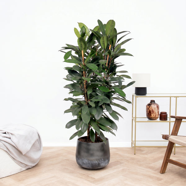 Ficus Cyathistipula struik - 150 cm kopen bij Green Bubble