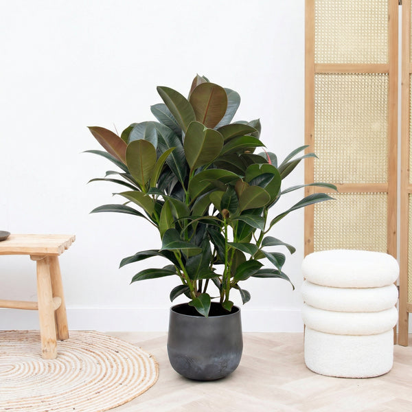 Ficus Cyathistipula struik - 80cm kopen bij Green Bubble
