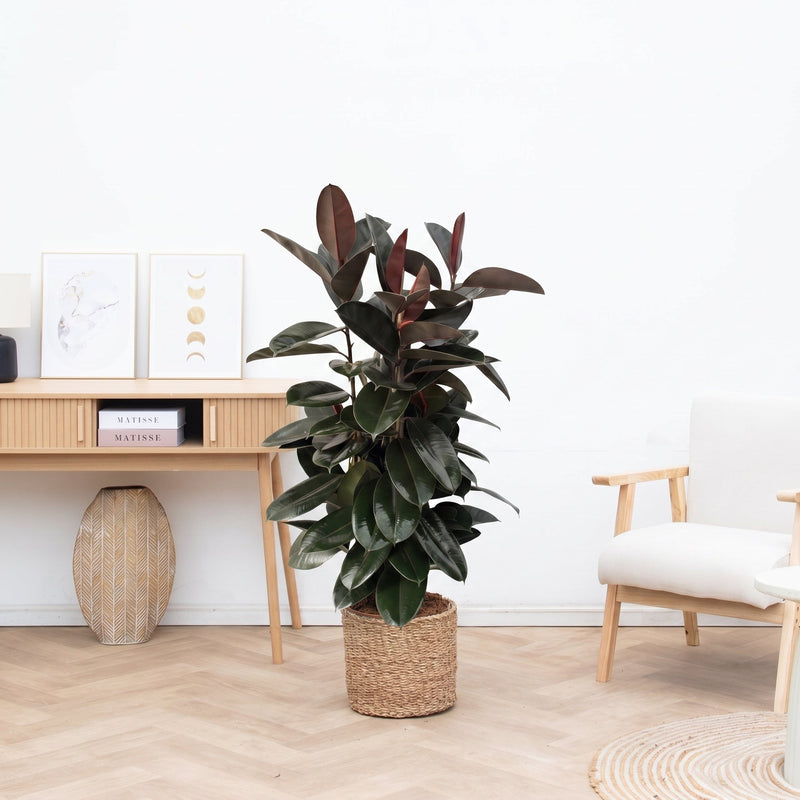 Verzorging Ficus Elastica Abidjan verzorging - Green Bubble