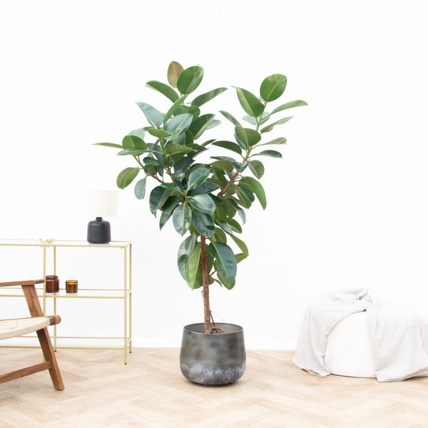 Ficus Elastica Robusta op stam - 170 cm