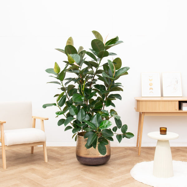 Ficus Elastica Robusta struik de luxe - 130 cm
