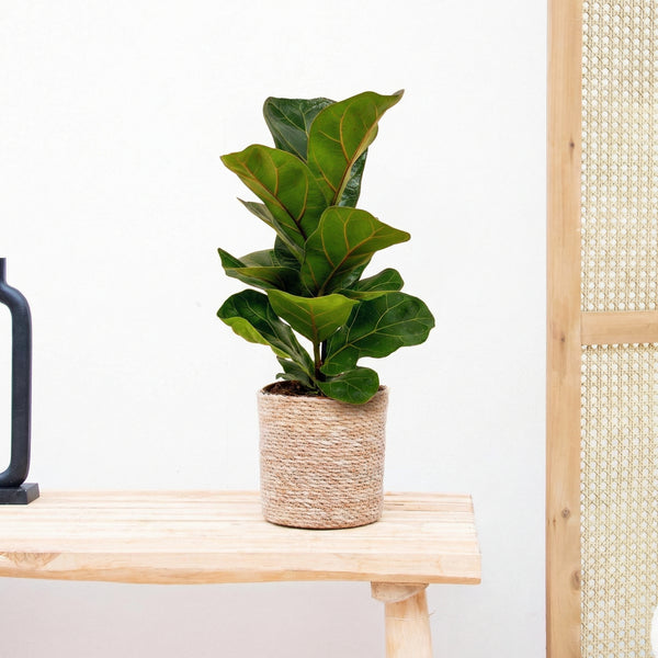 Ficus Lyrata bambino - 40 cm