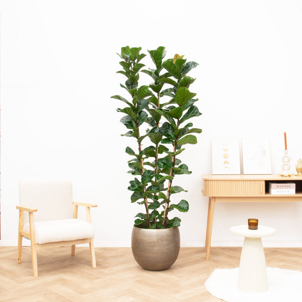 Ficus Lyrata Bambino struik - 220 cm