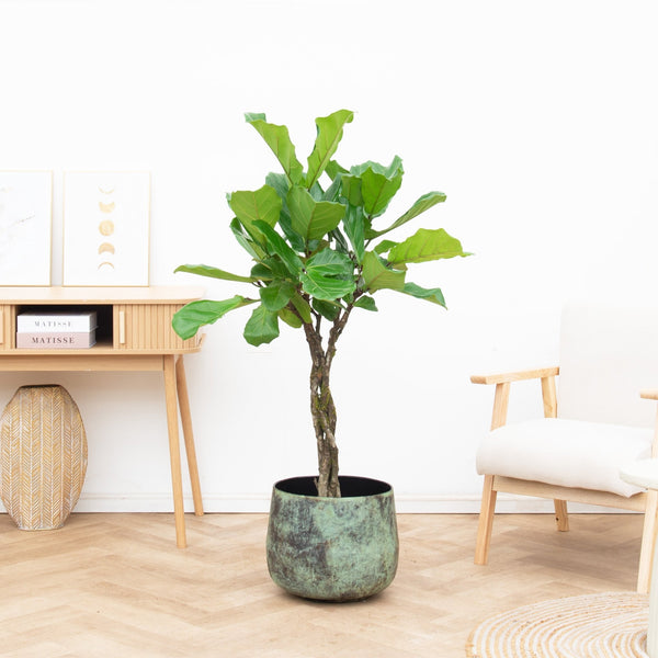 Ficus Lyrata gevlochten stam - 140 cm