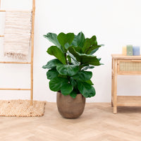 Ficus Lyrata buisson - 100cm