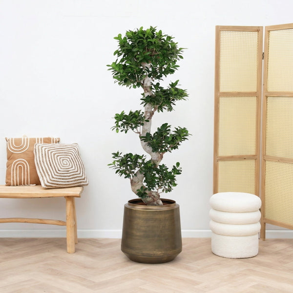 Ficus Microcarpa Ginseng S - vorm - 150cm kopen bij Green Bubble