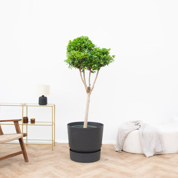 Ficus Microcarpa Moclame pon pon vertakt - 180 cm